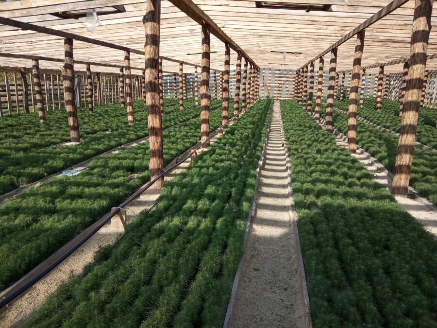 Брянские лесоводы обеспечены собственным посадочным материалом на 2026 год в полном объеме