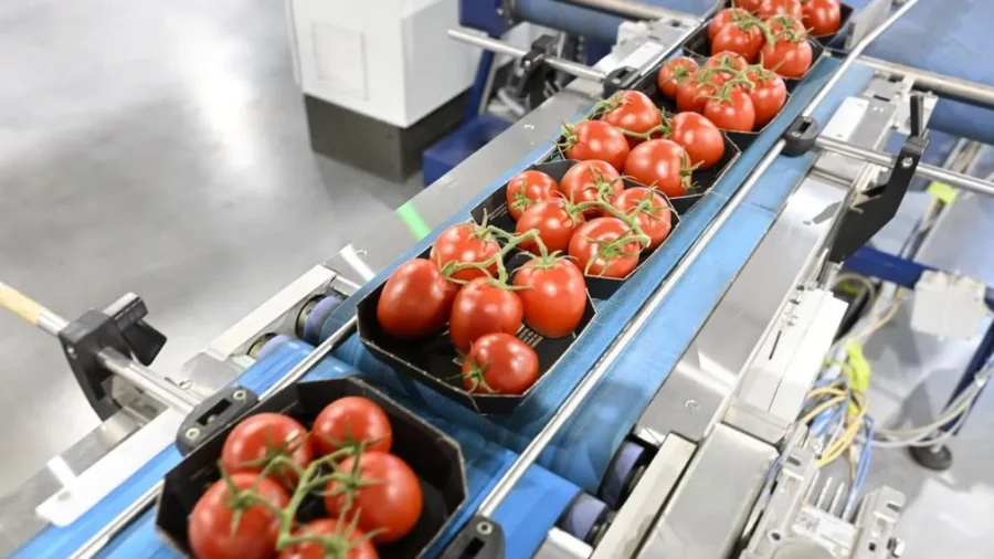 В Журиничах развивается тепличный комбинат