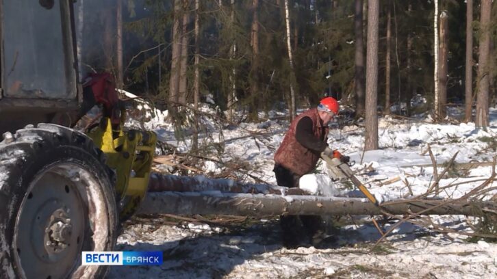 В брянских лесах началась санитарная вырубка повреждённых деревьев