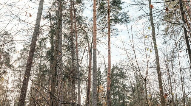 Продолжается голосование в конкурсе «Российское дерево года — 2026»