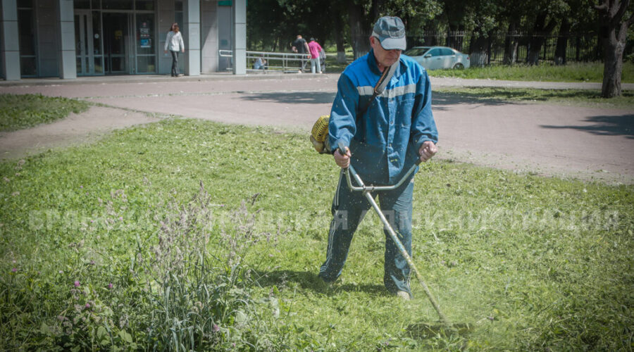 В Брянске ведется работа по скашиванию сорной растительности