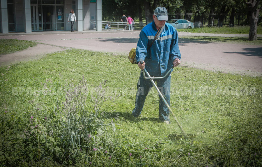 В Брянске ведется работа по скашиванию сорной растительности