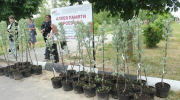 В Севском районе появилась Рябиновая аллея, посвящённая погибшим в ходе СВО воинам